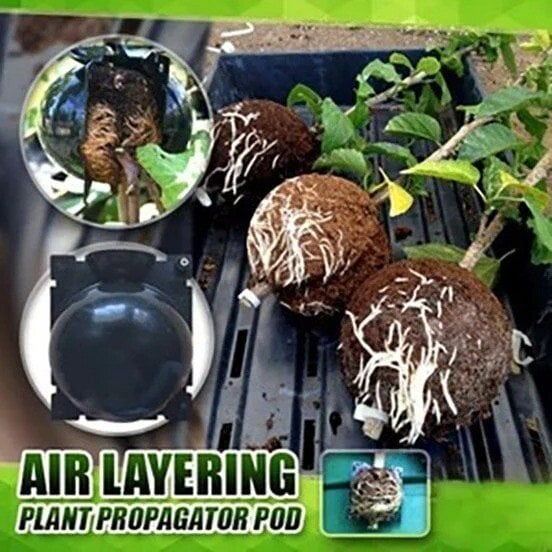 Plant Root Growing Box